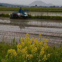 豊かな水と大地がはぐくむ 米、野菜、農の営み
