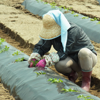 宮城県亘理町での農業再開支援活動～今年も加工用トマトの栽培が始まりました！～