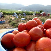 今年も組合員が収穫に参加！ 生産者とともに作るトマトジュース