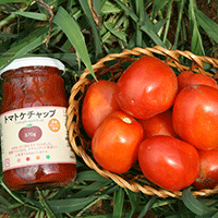 トマトケチャップ原料の国産加工用トマト　茨城県・丸エビ倶楽部が初めての収穫