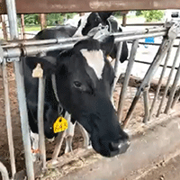 健康に牛を育て、良質な生乳を生産しています