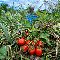 長野県内の組合員と協力し、今年も加工用トマトを収穫しました！