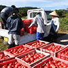 今年もトマトの収穫に行ってきました！　組合員の参加で国産加工用トマトの生産を支えています