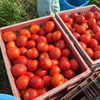 今年もたくさんとれました！21年目の加工用トマト収穫「計画的労働参加2015」