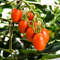 Preventing the Distribution of Gene-Edited Tomato 