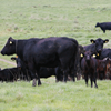赤身主体のおいしい牛肉　北海道産「放牧牛」の共同購入