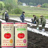 「信州トマトジュース」原料の加工用トマト定植作業　組合員の参加で実施