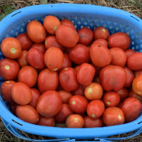 信州トマトジュースの原料加工用トマト収穫作業レポート
