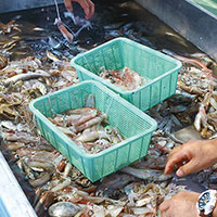 まなざしは魚から漁業者へ、そして産地へ 持続可能な生産と消費をめざす第２次水産政策
