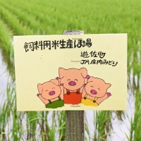 豚に与える飼料用米給餌量を約1.2倍に引き上げた「日本の米育ち 平田牧場 三元豚」を3月から共同購