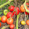 宮城県亘理町での農業再開支援活動報告 ～加工用トマト収穫～