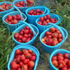 今年も猛暑の中、トマトの収穫。計画的労働参加で