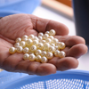 豊かな海の環境を守る愛媛県産「真珠」の共同購入