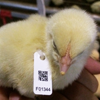 国産鶏種の生産を支え続けるために　「はりま振興協議会」が育種改良のフィールドテストを始めます