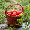 今夏も飯綱町のトマト畑に組合員が集まりました！　国産加工用トマトの生産を支える組合員の「労働参画」