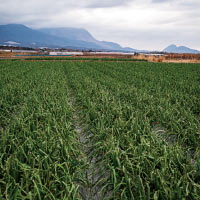 ニュース・記事画像